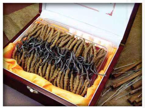 尖草坪冬虫夏草回收